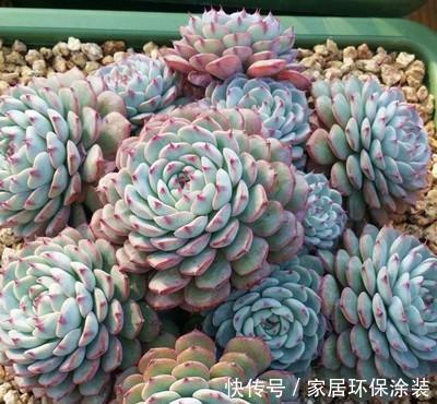 蓝姬莲|养棵多肉蓝姬莲,块头大长势旺,还很容易爆盆,适合新手