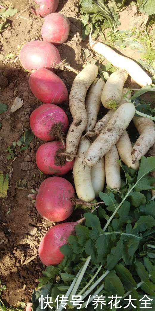 常吃4种蔬菜,能改善便秘状况,比吃药还管用