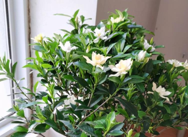 长势|9月养栀子花，牢记4个小技巧，新叶长满盆，还能再次开花