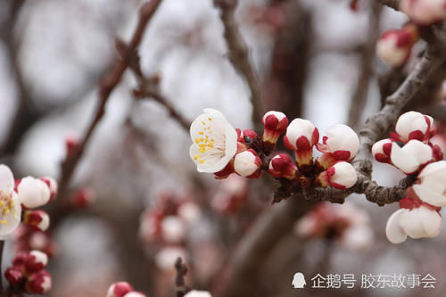 莱阳乡村风光：吕格庄镇刘海寺的杏花，已经“咕嘟嘴”了