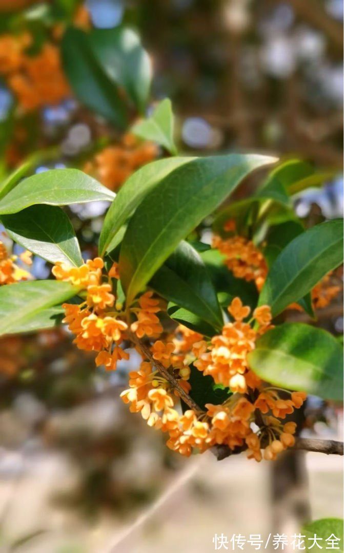 “家有罗汉松，世代不受穷”，家里有庭院，就种这4种“吉祥树”