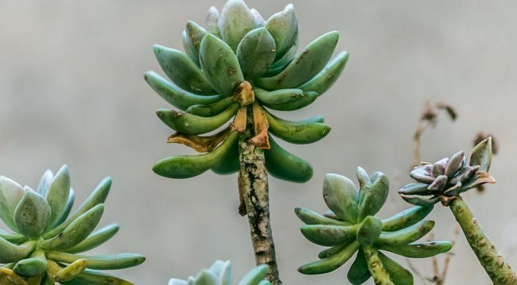 多肉配土这样做,简单省事又好用