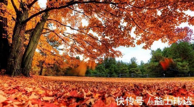 唐高宗!天才诗人王勃的一首悲秋诗,短短二十字,古往今来引起无数共鸣