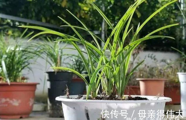 用它养兰花，一肥三效：促根、延长花期、改善水质，好多人不知道