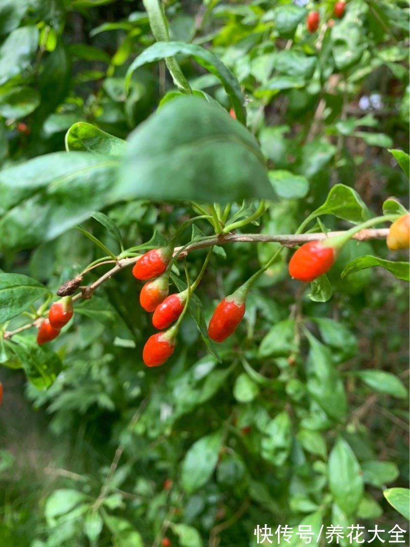 “家有果树,四季镇宅”,养盆果树,满枝结果有吉祥好兆头