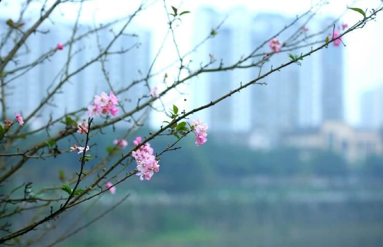 含苞待放|初冬时节又相催，海棠花开暖意浓