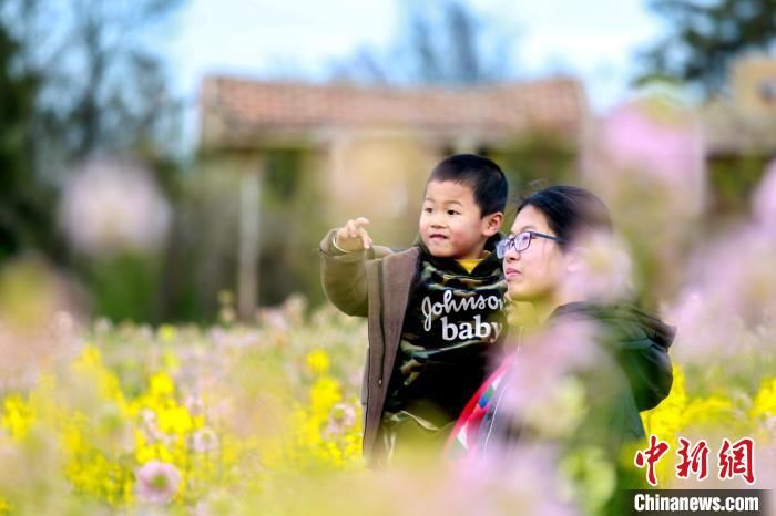 中年|福建妈祖故里：多彩油菜花绚丽绽放