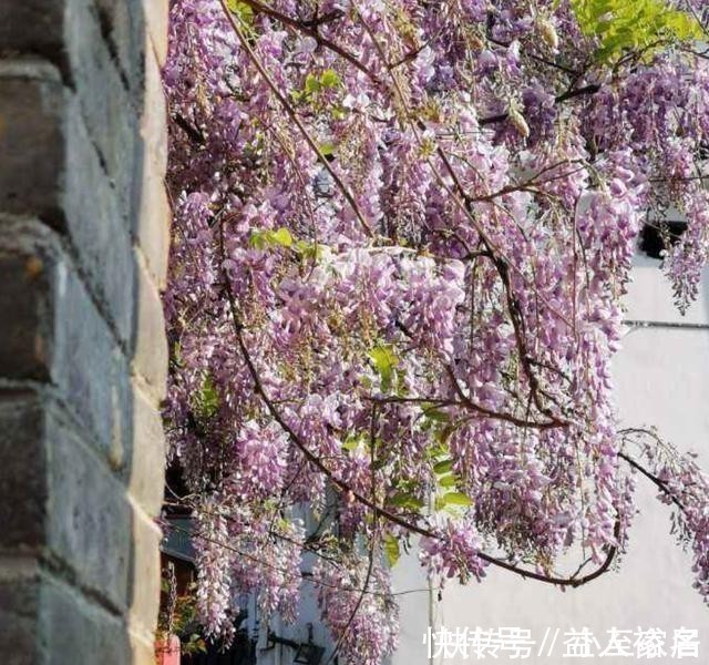 花友们|这种花梦幻得要命，被称为婚礼专用花，自家阳台就能种！