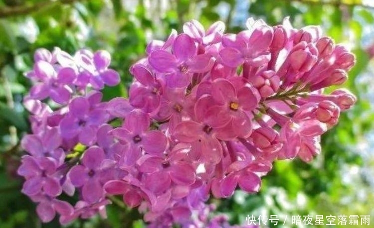 4种花养在家里，一整年都有好运气，夏季也能疯长不停