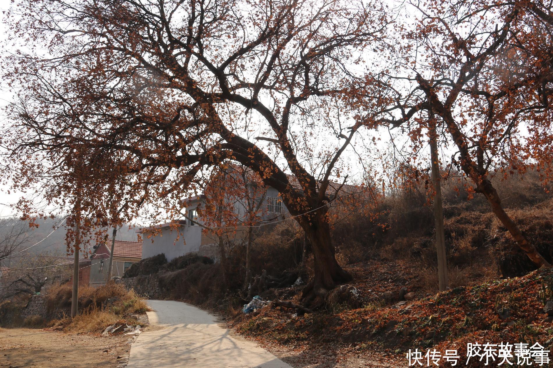 数百年历史的槭树林,见证了“步姓”人在莱阳的繁衍