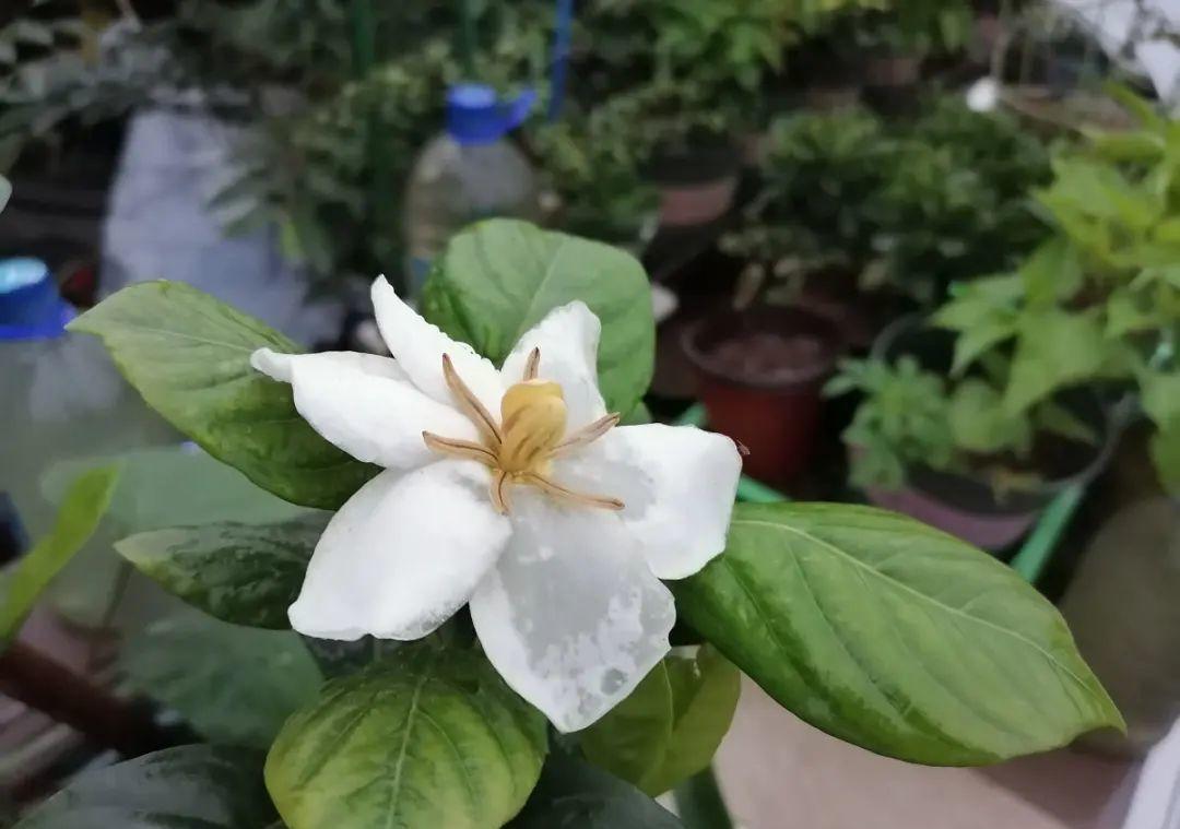 栀子花|最爱淋雨的花,下雨天搬出去,长得更好