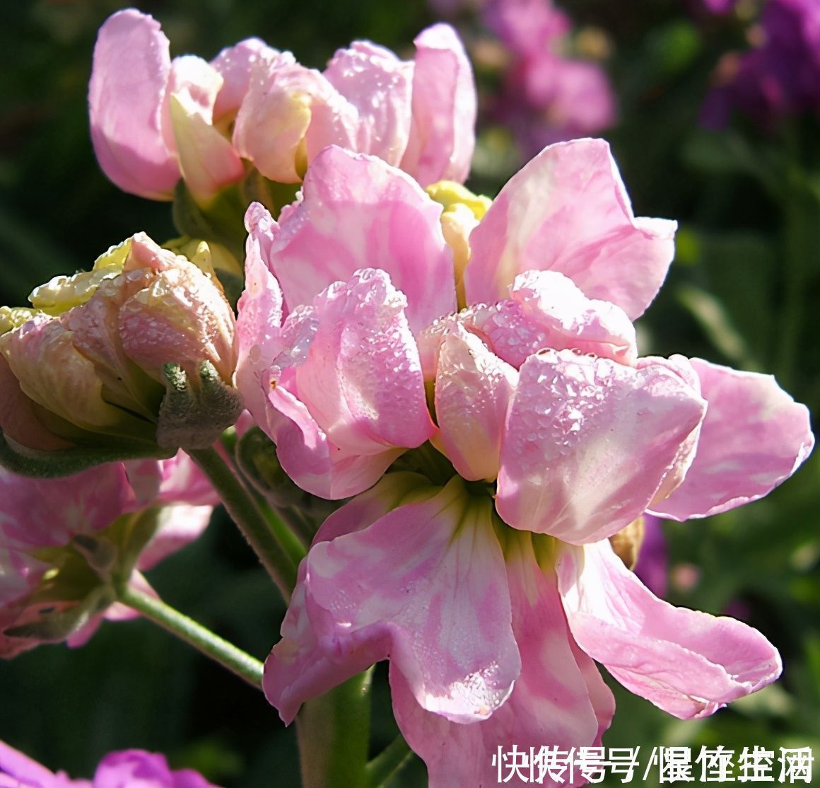 苦难|啥日子出生的人,苦难中磨砺,当下越艰难,未来就越有成就