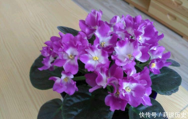 4种花养家里，开花一片，花团紧簇，养在家里人人羡慕！