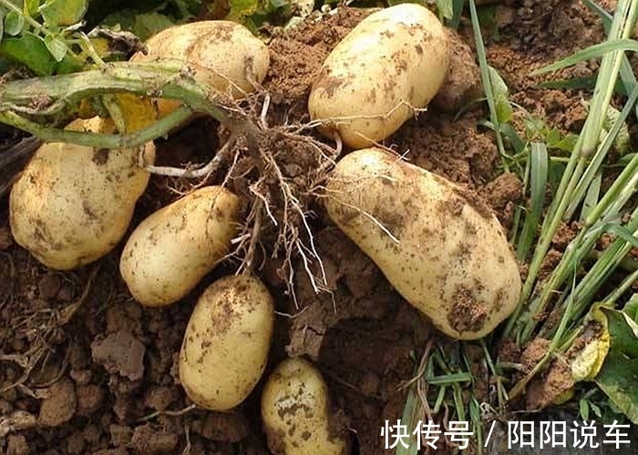 不管家里多有钱,泡完土豆丝的水别倒掉,真的“值钱”,涨知识了