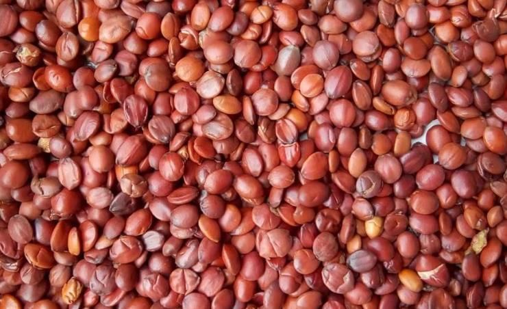 社会技术|“它”被称为“睡果”,没事一两口,改善失眠,让你一觉到天亮