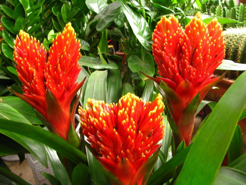 此花是寓意着热情的花，是无数人民内心的希望，是红色的火炬