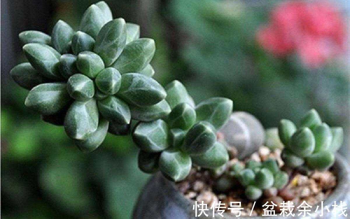 浇水|这五种和松有关系的多肉植物,不是松却有松的风姿