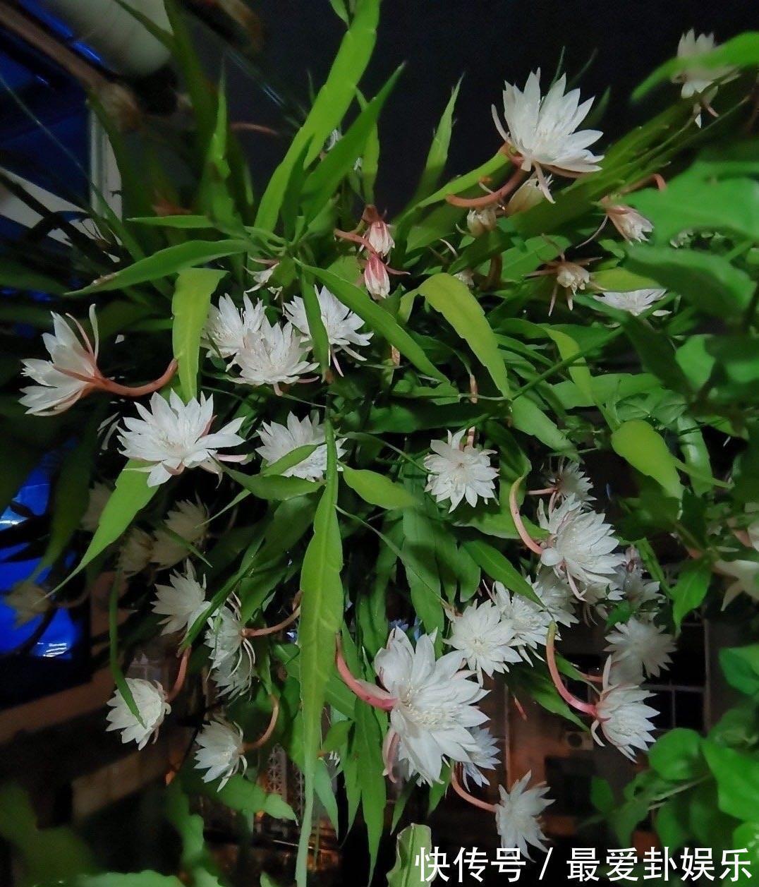 新型室内盆栽,耐阴好养,秋冬也有花开,花朵又美又香