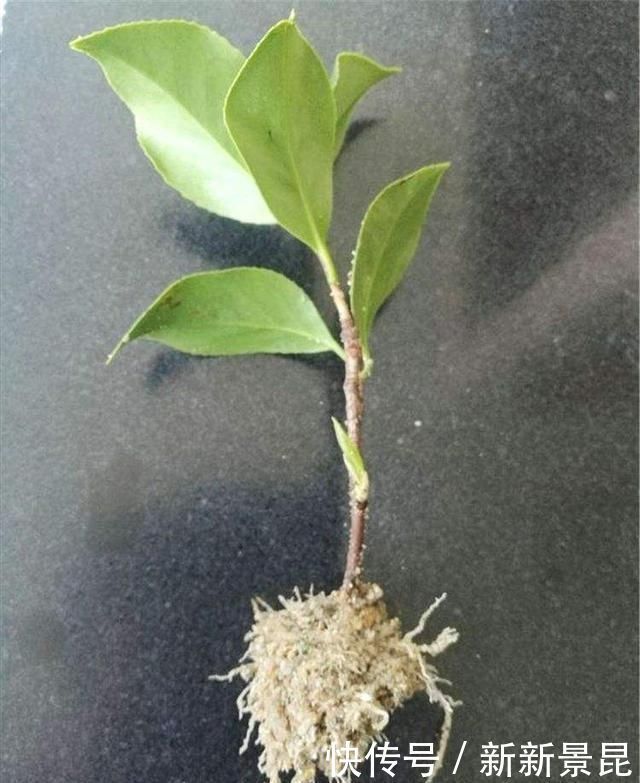 谁说天热不能扦插，这3种花这样做，呼呼冒白根长疯了