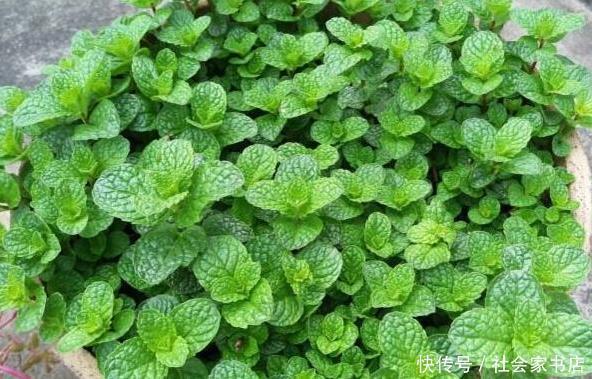 金边虎皮兰|适合懒人养的6种花，沾土就活，越长越多，盆里都装不下了