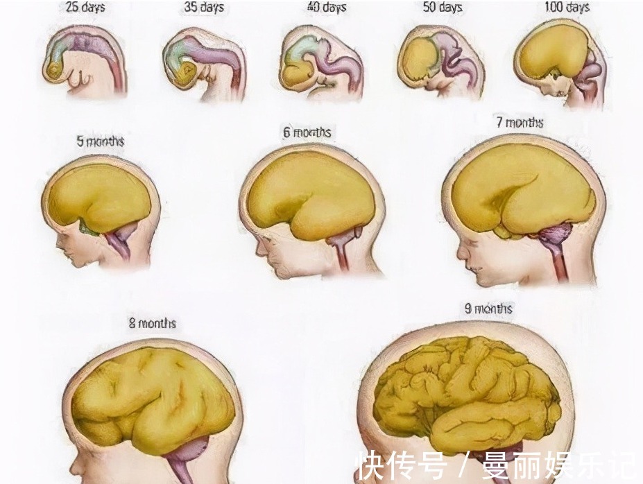 脑细胞|怀孕吃什么宝宝更聪明,什么阶段吃最好,根据宝宝大脑发育规律吃