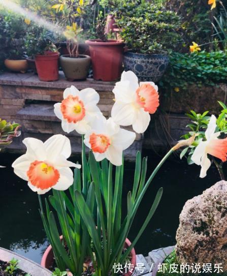 秋冬室内养花,2个要点要牢记,不然花花黄叶难过冬,别大意