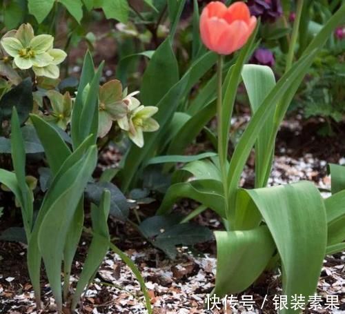 用鸡蛋壳养花,少了这2步就得招虫子,养啥啥不行