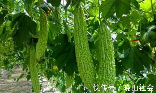 降糖药|血糖高不要怕!常吃这几种天然“降糖药”,血糖轻松降下来