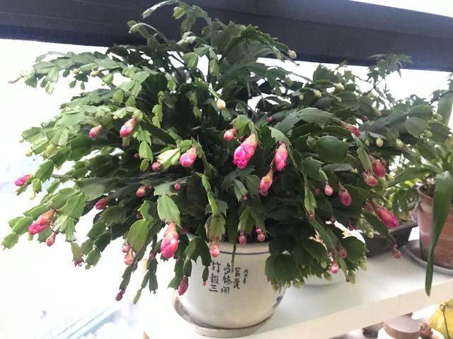 蟹爪兰喜欢这种营养液，不掉花苞不怕黄叶，花开满盆！