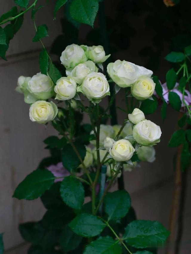 圆滚滚的绣球，瀑布般的花墙，这届花友也太会种花了吧