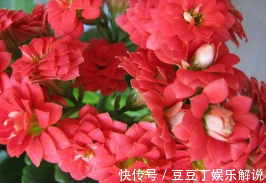 “5种花”赶快养起来,一年四季成“花海”,天天有花赏!