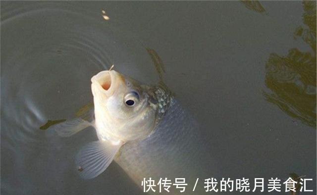 钓法|冬钓6字要诀:冬季常“空军”不要怪天冷,是这些要点没掌握