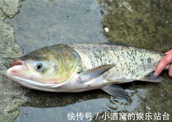 钓这几种鱼不谈什么钓技,只要水里有鱼,一般人都会钓