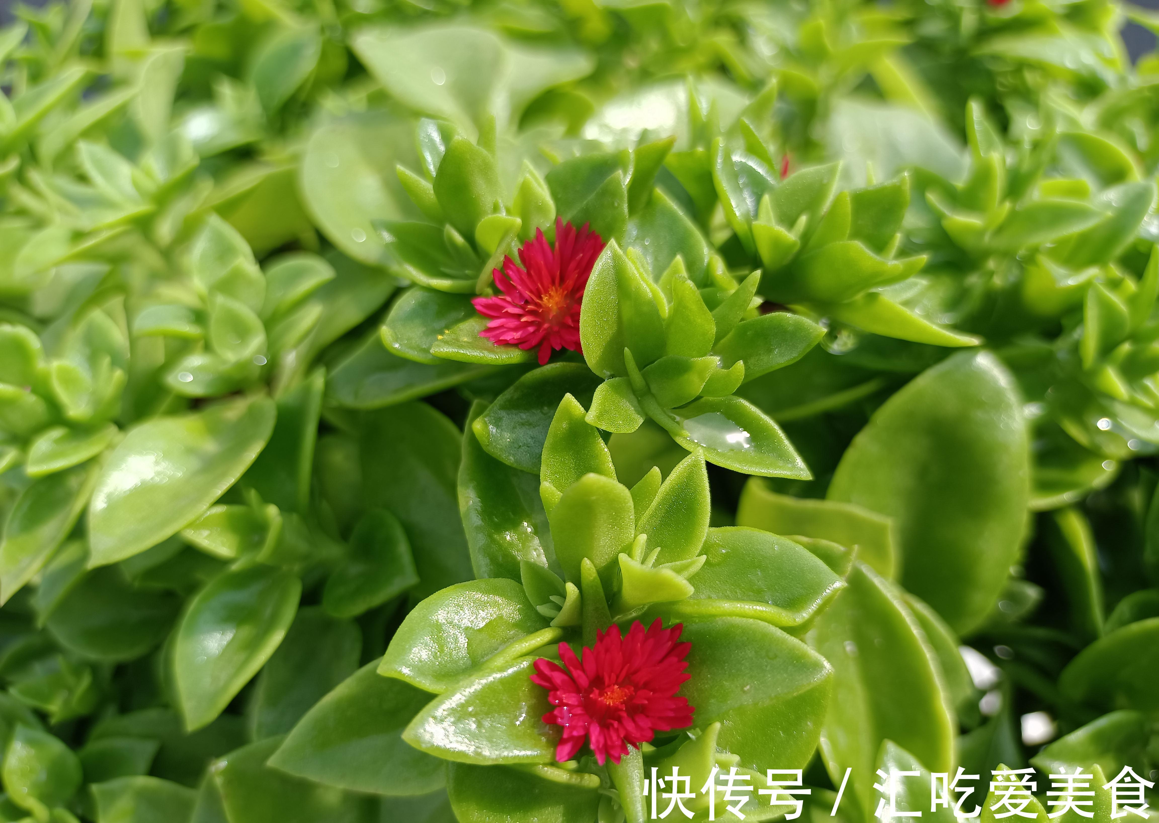 牡丹吊兰开得正艳，皮实好养，花叶俱美，还是美味菜肴