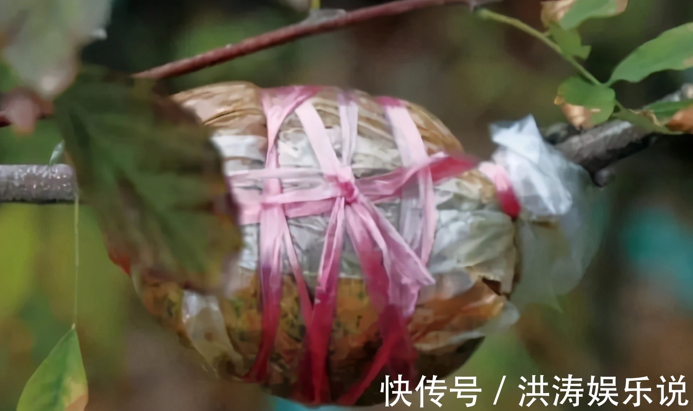 枝条|扦插好方法养花繁殖下一代,试试这3招,简单好使