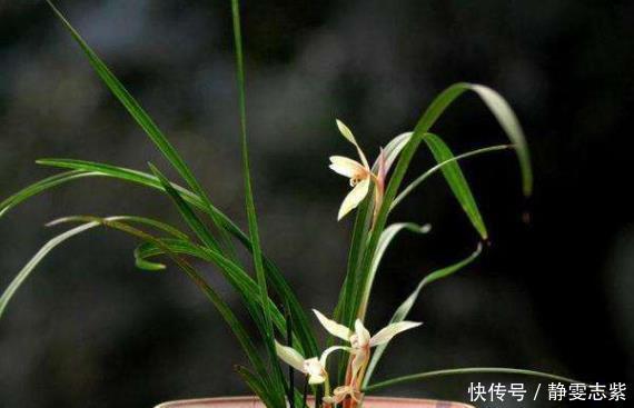 买到裸根带花的兰花苗,1步操作必须做,不然延缓生长,甚至枯死