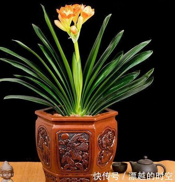 土壤|君子兰浇水,掐准“时间”,不早不晚“刚刚好”,养出肥厚好叶片