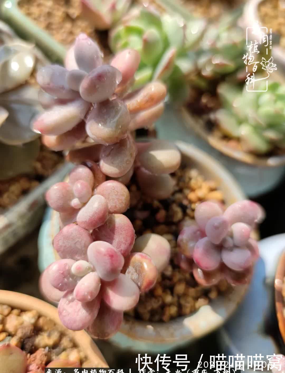 养肉多年,从未出坑过!养多肉是我最喜欢最坚持的爱好!