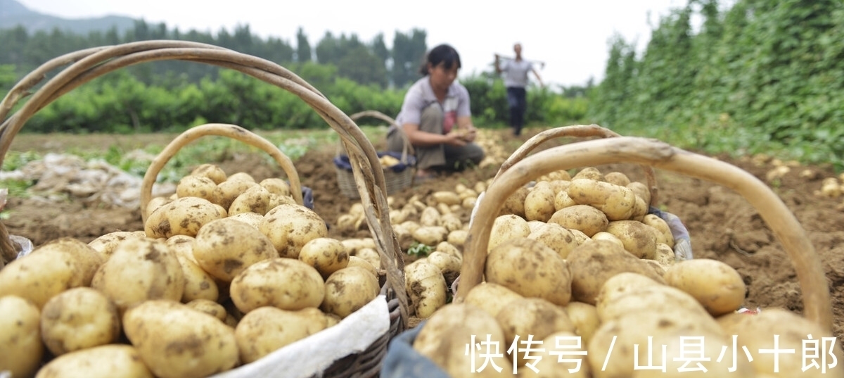 原来保存土豆很简单,教你正确方法,久放不腐烂发芽,不学真可惜