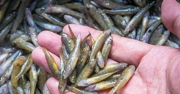 河里这种“虎皮纹”小鱼,煮汤比鲫鱼鲜美,如今几乎绝迹