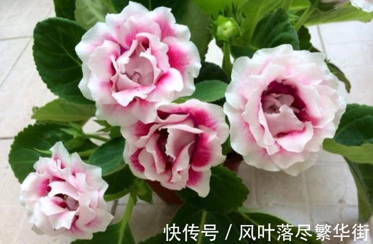 几种花，开花漂亮又好养，美爆了，叶子漂亮，还能开花