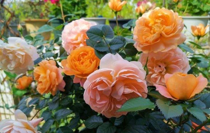 4种美丽的花,养在家里繁花似锦,清新脱俗,旺运一整年