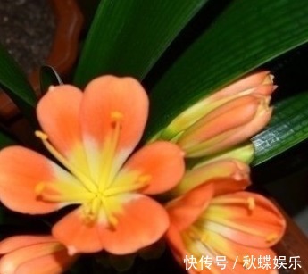 三种最耐旱的花,浇水越少越能轻松开爆盆,真是新手必备