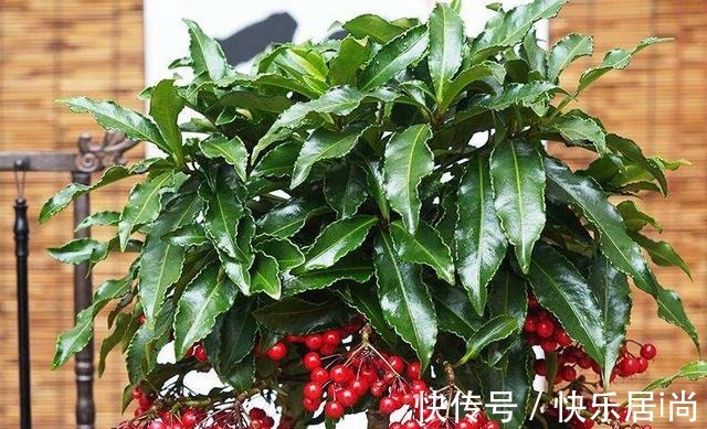 3种花很昂贵,也很“娇贵”,买回家“难伺候”,但太想要了!