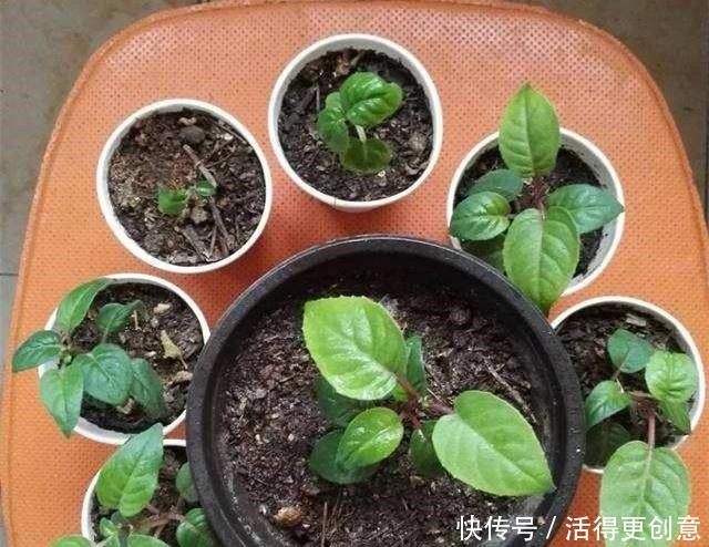 5种“酸性花”趁着春天快扦插,随便掐个枝,7天就生根,冒芽!