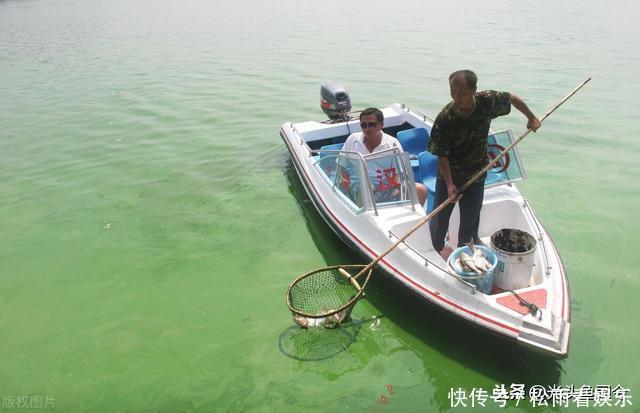 从千岛湖投放鱼苗牵扯出，湖水透明度高达12米的“秘密”