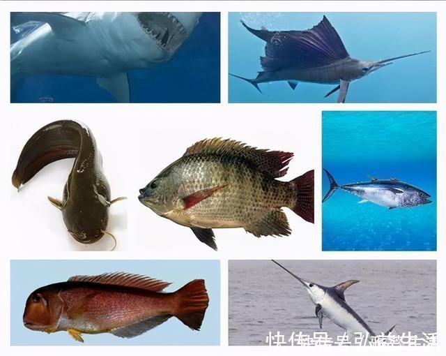 寄生虫|怀孕多吃鱼娃更聪明?三种鱼不建议孕妈吃,否则坑的是肚子里的娃