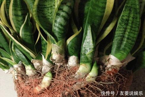 芽肥|虎皮兰“长得慢”扒开土喂点“出芽肥”,新芽就像“竹笋”