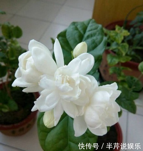 茉莉|邻居养了一株笔尖茉莉,香味蹿进了左邻右舍,太好闻了!