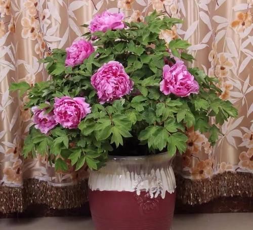 植物|古代的“大户人家”都喜欢养这10种植物,家里养几盆,富贵吉祥旺家宅,你家养了吗